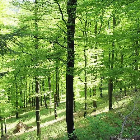 Ferienwohnung Winterberg